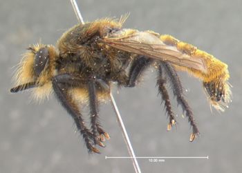 Media type: image;   Entomology 12841 Aspect: habitus lateral view
